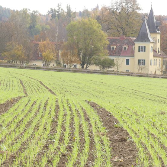 Ein offenes Feld mit einem großen gelben Haus mit rotem Dach und spitzen Türmen im Hintergrund, umgeben von Bäumen und einem nebligen Himmel.