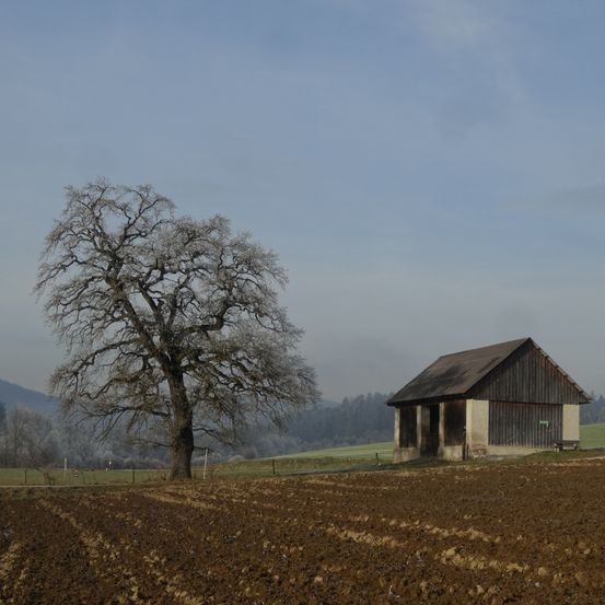 Eine kleine Holzscheune steht inmitten eines schneebedeckten Feldes. Ein großer blattloser Baum befindet sich in der Nähe. In der Ferne gibt es mit Schnee bedeckte Berge.