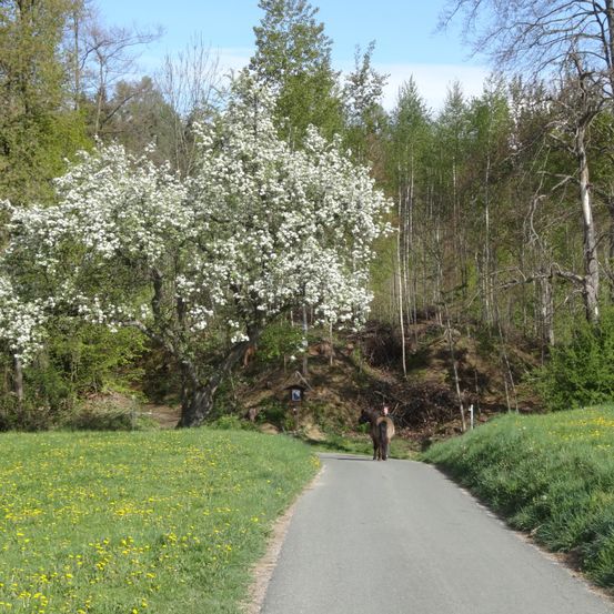 Ein Pferd geht auf einem Landweg, umgeben von blühenden Bäumen und grünen Feldern unter einem klaren Himmel.