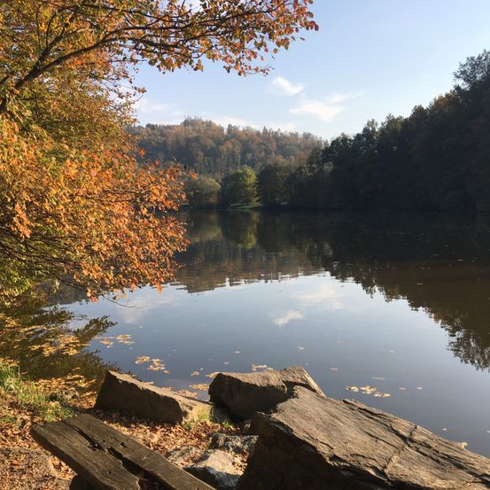 Ein ruhiger See, umgeben von Bäumen, mit einigen Herbstblättern, die an den Wasserrand fallen. Der Himmel ist klar mit ein paar Wolken.