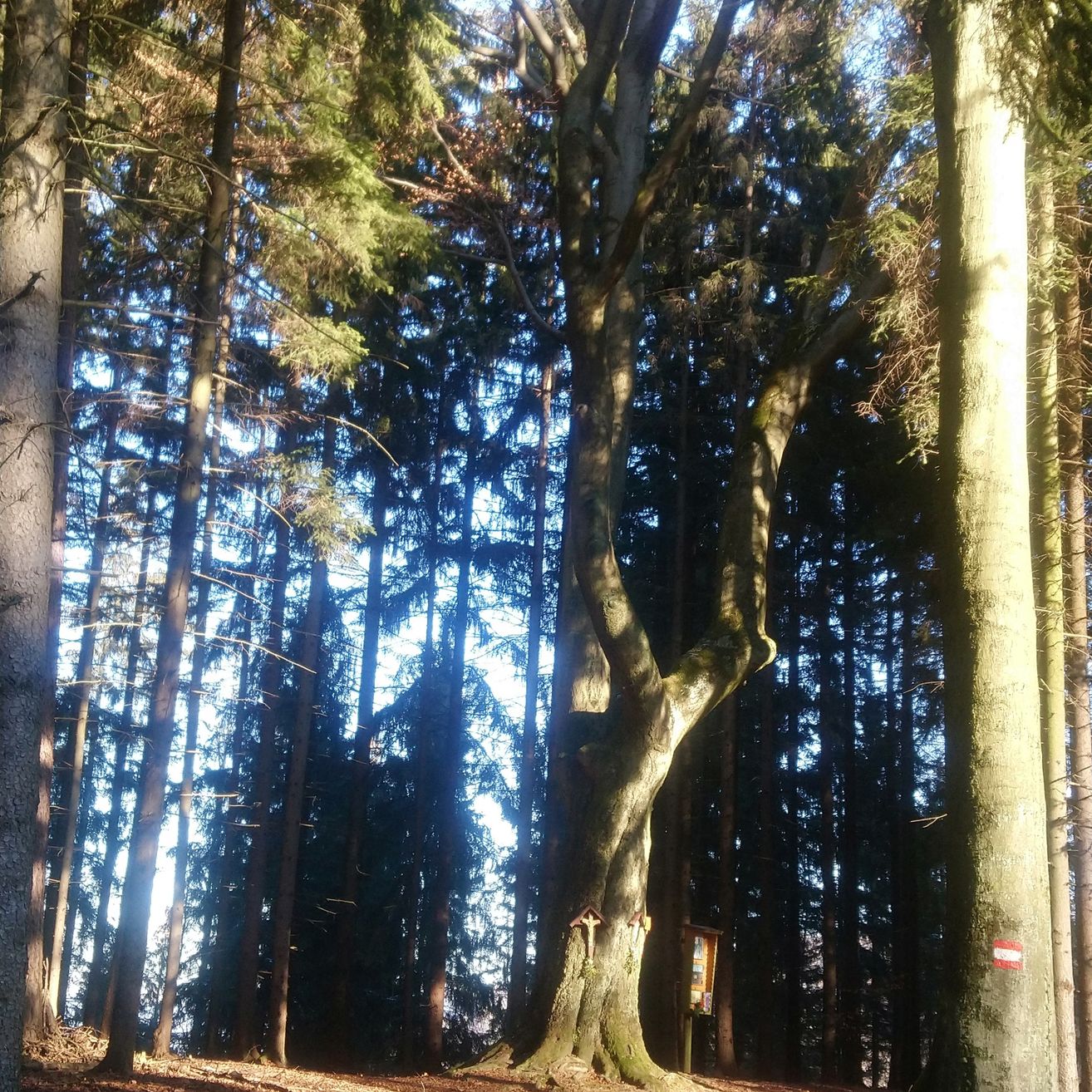 Ein Wald mit hohen Bäumen, Sonnenlicht filtert durch die Äste. Rechts am Baumstamm befindet sich ein Holzschild.
