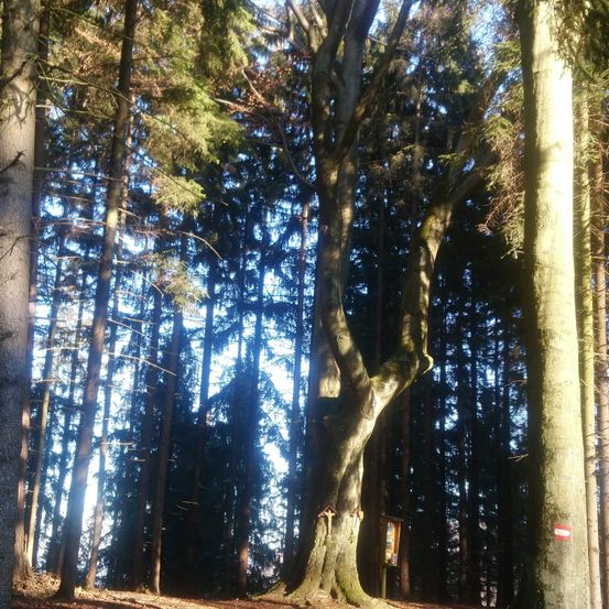 Ein Wald mit hohen Bäumen, Sonnenlicht filtert durch die Äste. Rechts am Baumstamm befindet sich ein Holzschild.