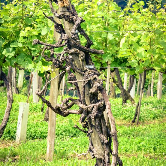 Eine alte Rebe, die sich um einen Holzpfahl in einem Weinberg windet. Die Rebe wird von Drähten gestützt.