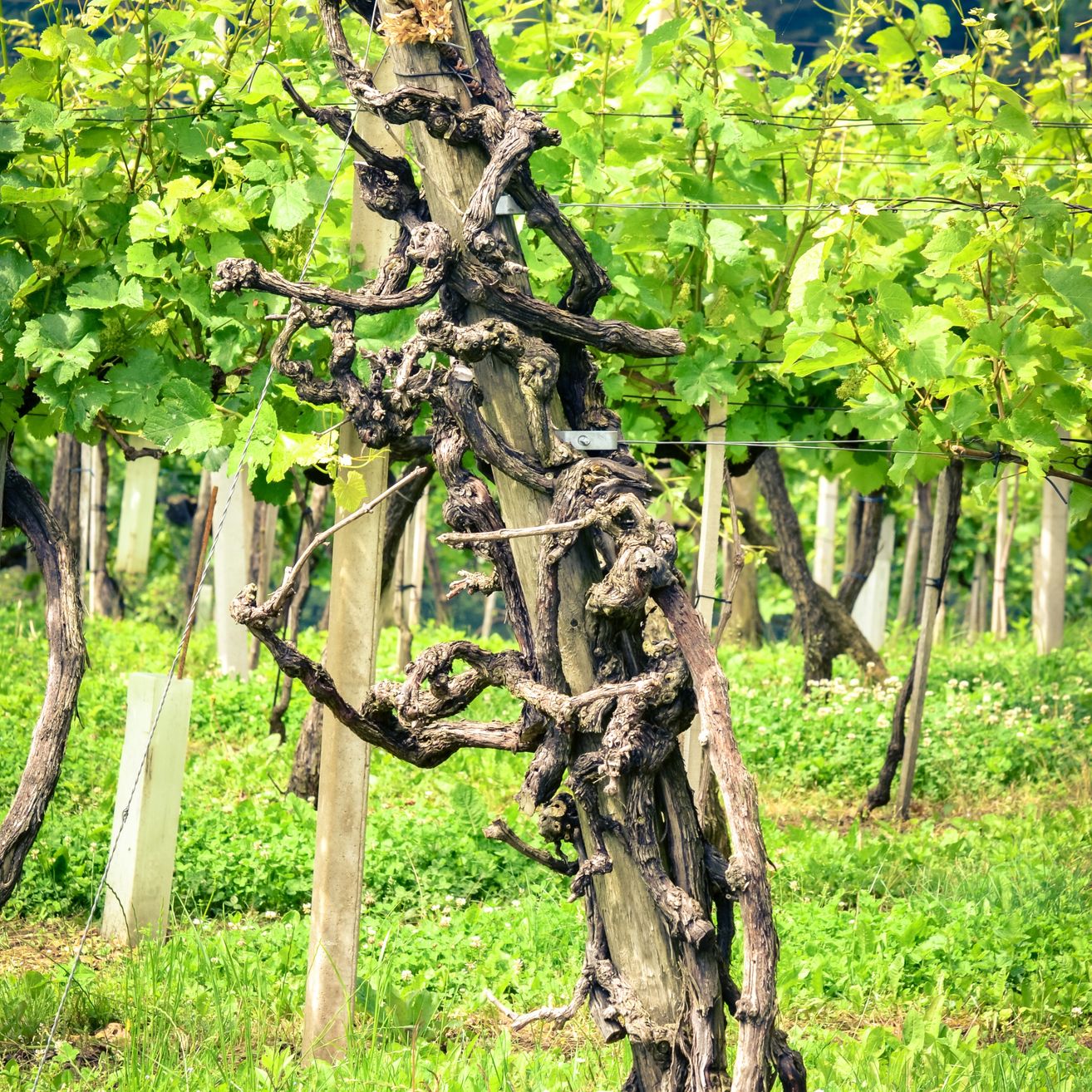 Eine alte Rebe, die sich um einen Holzpfahl in einem Weinberg windet. Die Rebe wird von Drähten gestützt.