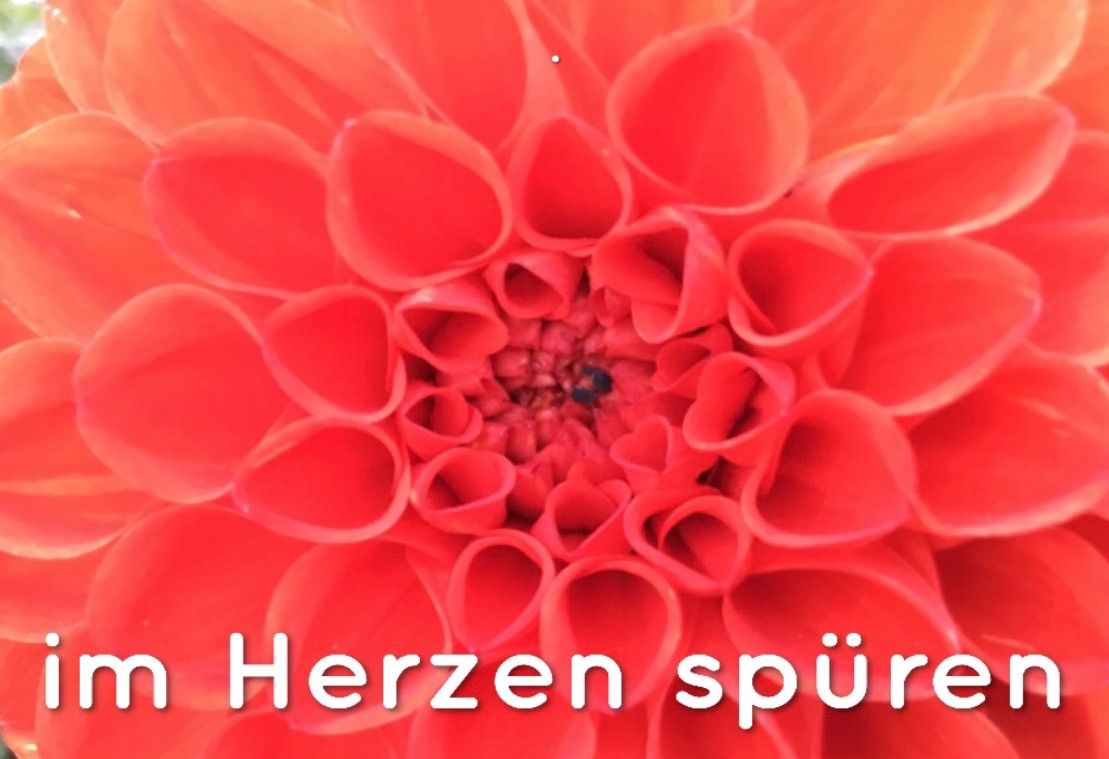 Eine Nahaufnahme einer leuchtend roten Dahlie mit dem deutschen Text 'Herzen spur' unten.