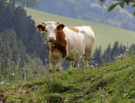 Eine Kuh mit braunen und weißen Flecken steht auf einem grasbewachsenen Hügel, umgeben von Wildblumen und Bäumen.