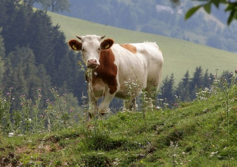 Eine Kuh mit braunen und weißen Flecken steht auf einem grasbewachsenen Hügel, umgeben von Wildblumen und Bäumen.