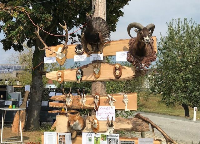 Bild enthält, Wood, Zoo, Tree, Vegetation, Sheep, Antler, Woodland, Bird, Dog, Person