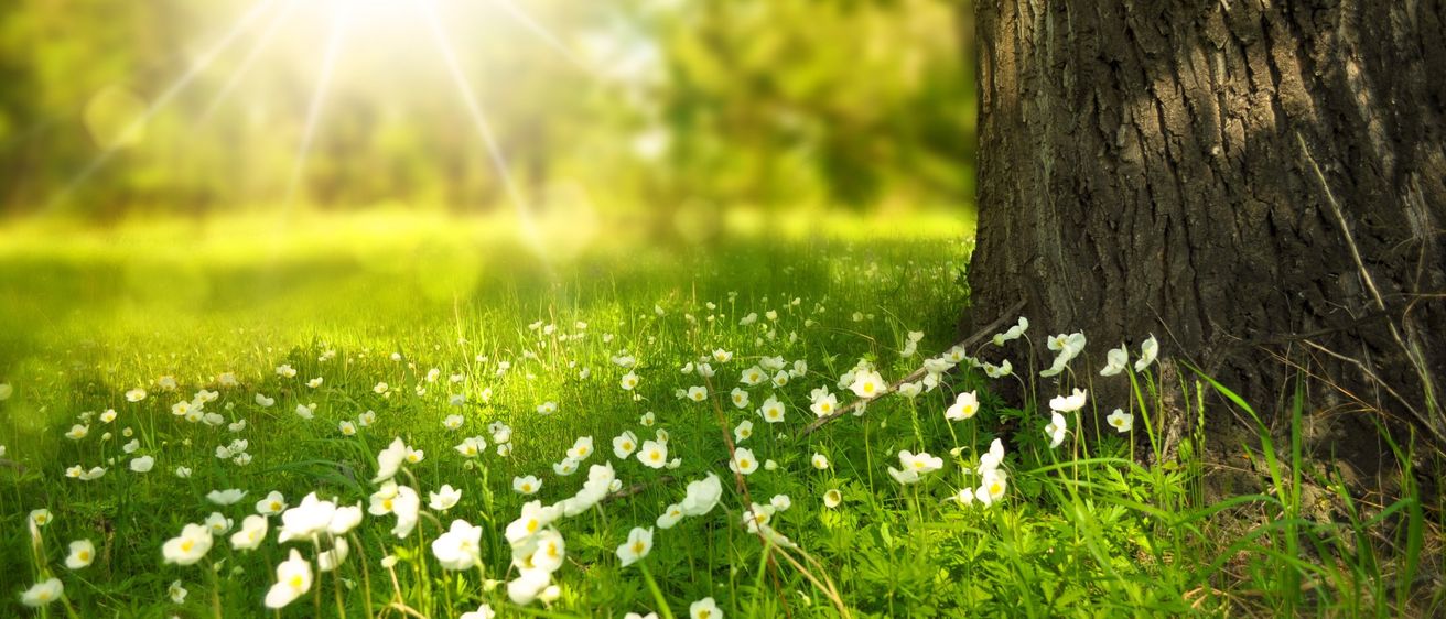 Eine Wiese mit weißen Blumen und grünem Gras. Sonnenlicht strahlt hell von links und erhellt die Szene. Bäume im Hintergrund verleihen Tiefe.