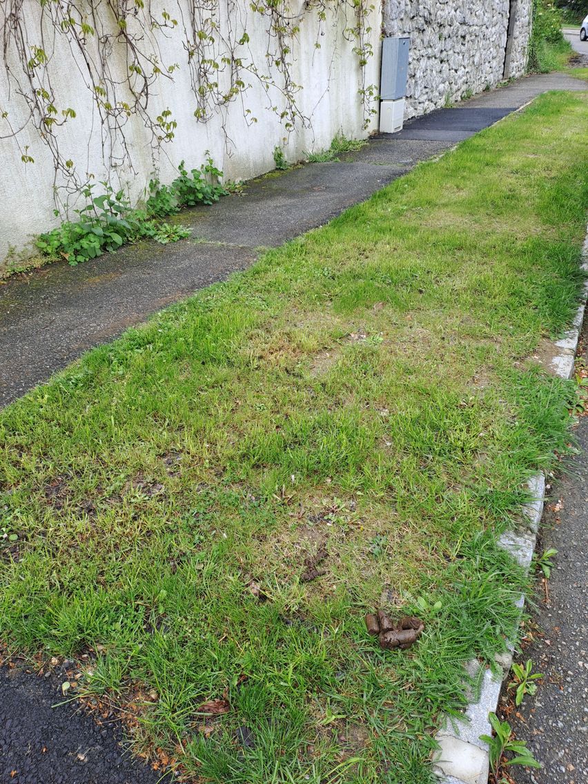 Bild enthält, Grass, Plant, Lawn, Path, Sidewalk, Car, Backyard, Yard
