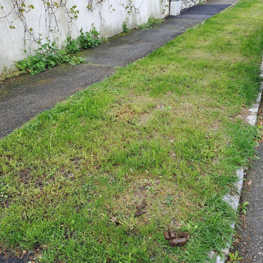 Bild enthält, Grass, Plant, Lawn, Path, Sidewalk, Car, Backyard, Yard