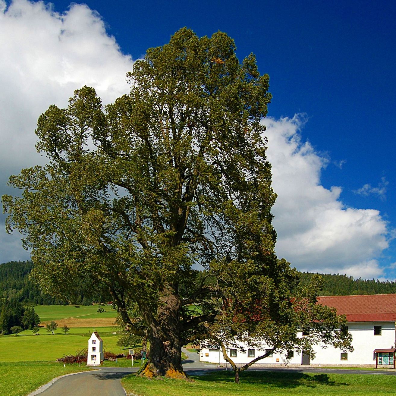 Bild enthält, Tree, Grass, Oak, Sycamore, Nature, Outdoors, Tree Trunk, Field, Lawn, Sky