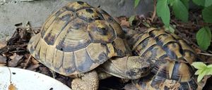 Zwei Schildkröten ruhen sich neben einem Teller auf einer gemulchten Erde aus, umgeben von grünen Blättern.