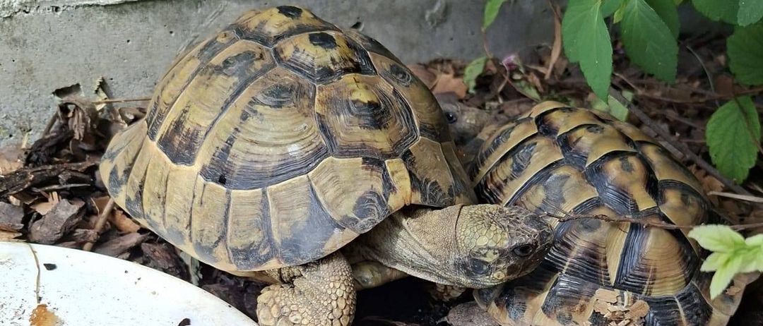 Zwei Schildkröten ruhen sich neben einem Teller auf einer gemulchten Erde aus, umgeben von grünen Blättern.