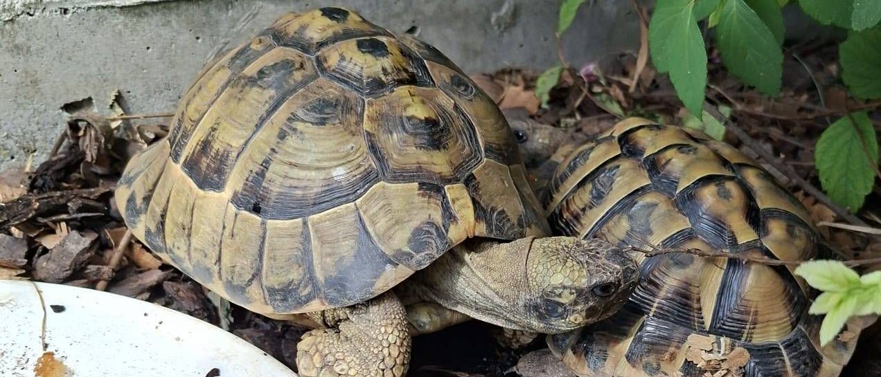 Zwei Schildkröten ruhen sich neben einem Teller auf einer gemulchten Erde aus, umgeben von grünen Blättern.