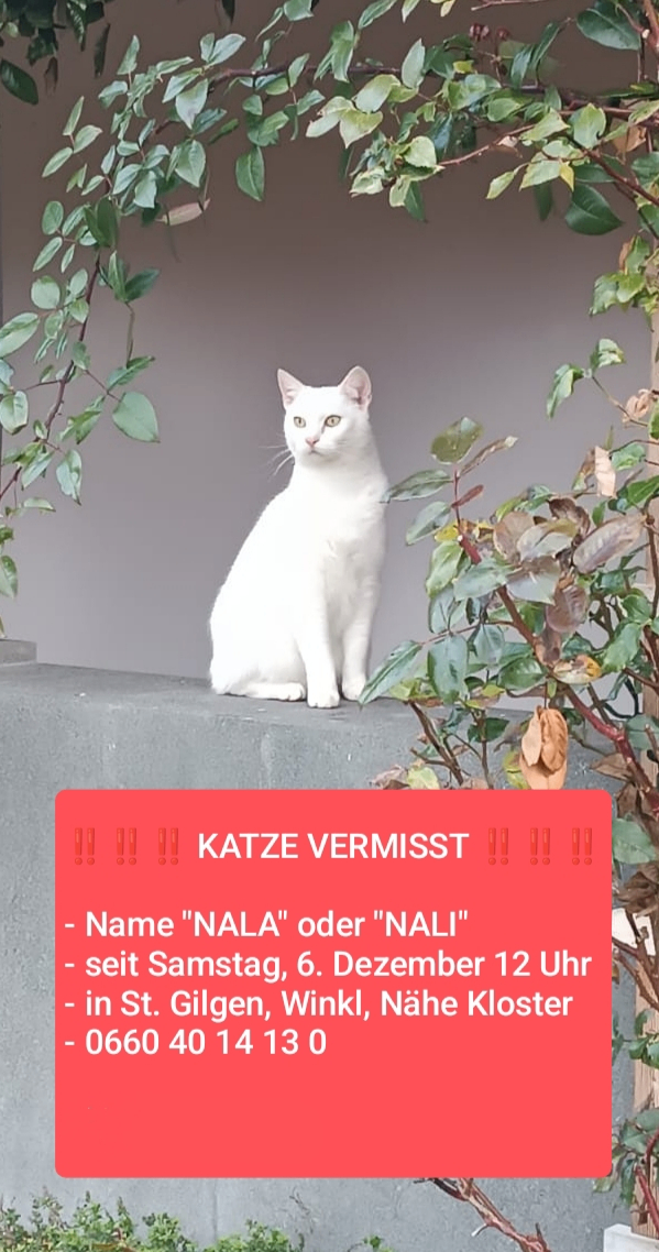 Eine weiße Katze namens Nala oder Nali wird seit Samstag, 6. Dezember 12 Uhr in St. Gilgen, Winkl, in der Nähe des Klosters vermisst.