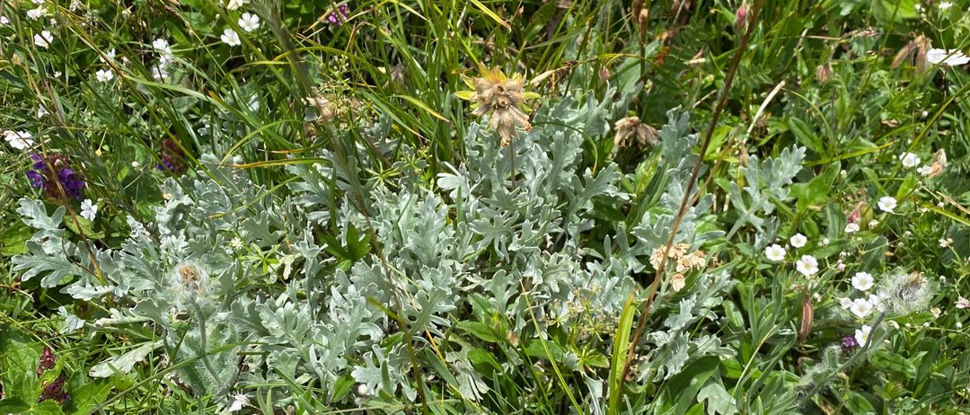 A close-up of a field with various plants, including white flowers and a mix of green and silver leaves.