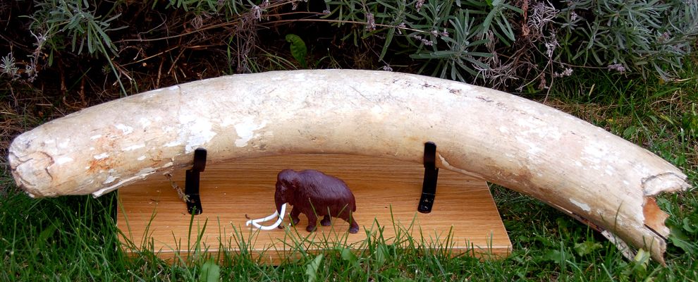 Bild enthält, Ivory, Animal, Elephant, Mammal, Wildlife