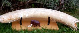 Bild enthält, Ivory, Animal, Elephant, Mammal, Wildlife