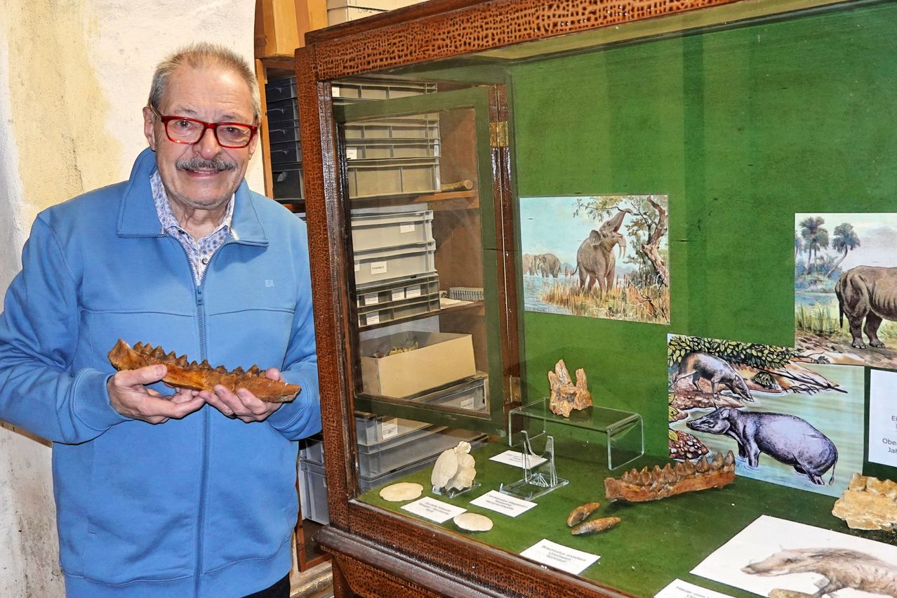 Ein Mann mit einem Fossil in der Hand steht vor einem Schrank mit Elefantenillustration und anderen Fossilien zur Ausstellung.