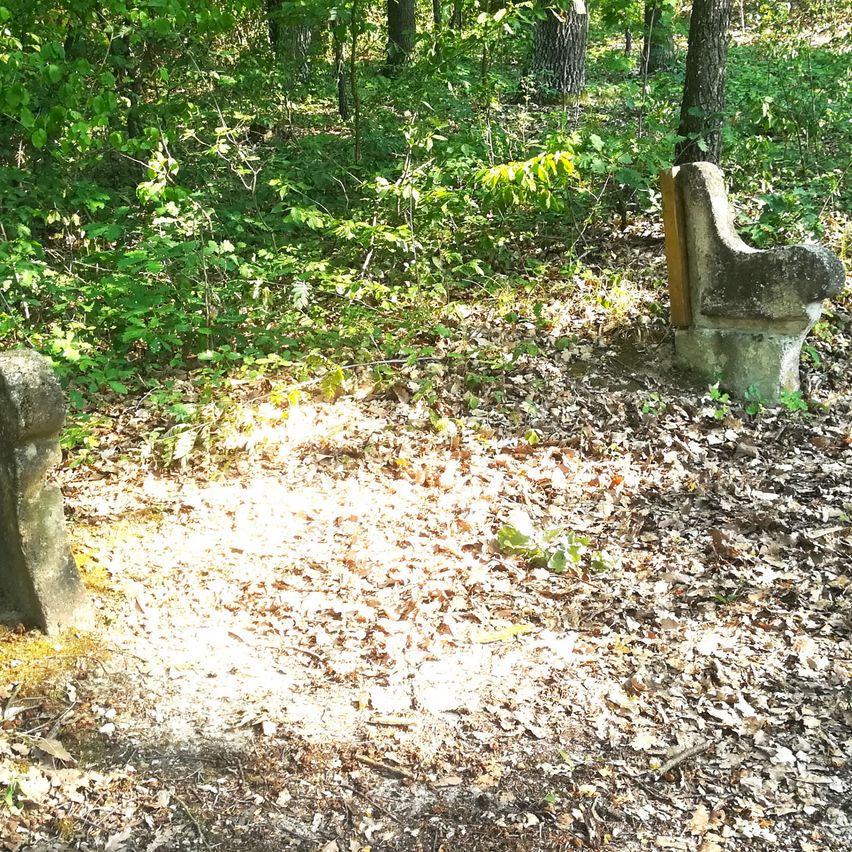 Eine verwitterte Betonbank steht in einer Waldlichtung, umgeben von Laub und üppigem Grün.