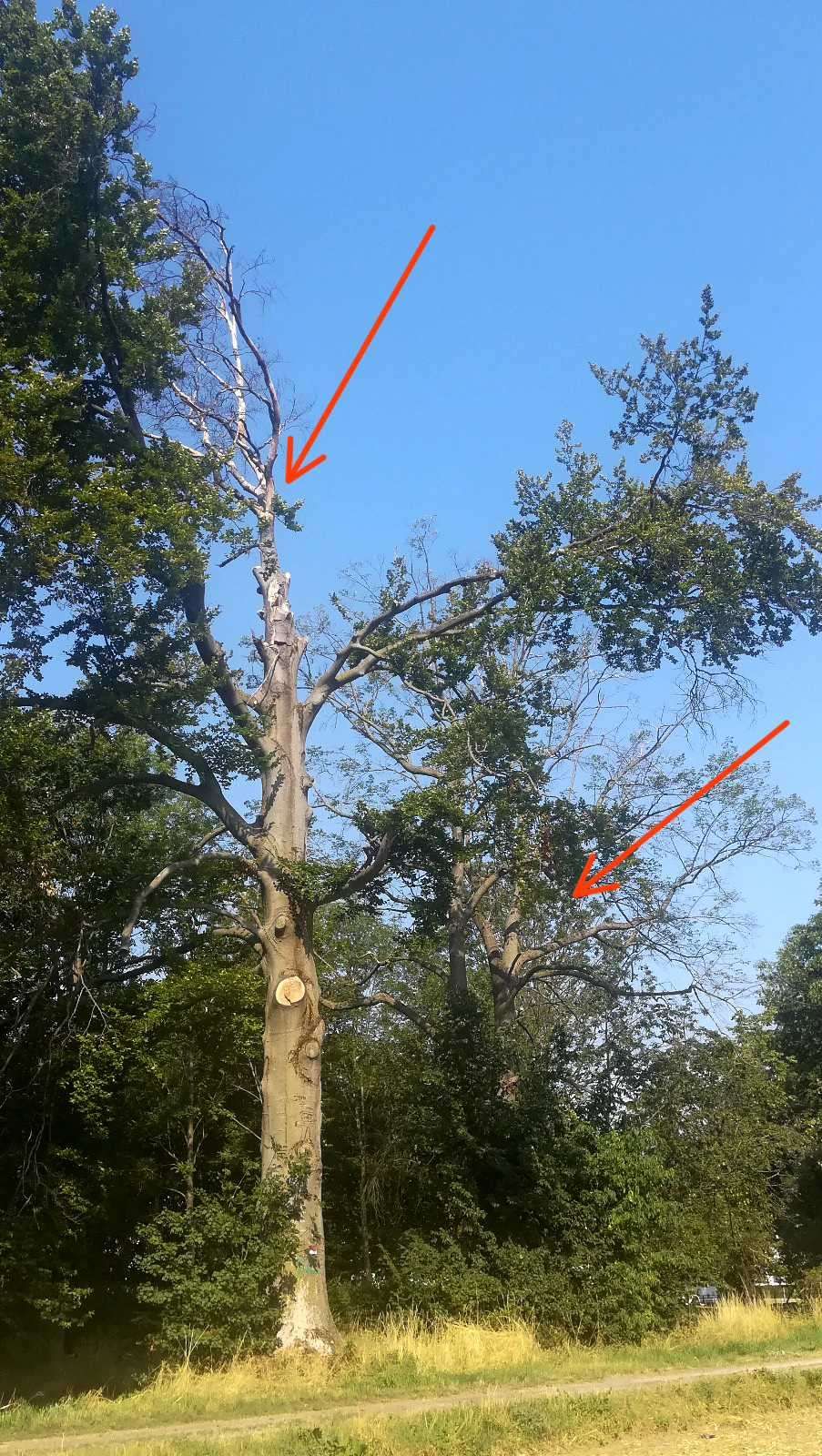 Ein Baum mit einem sauberen Schnitt am Stamm, umgeben von anderen Bäumen, mit Pfeilen, die auf den Schnitt und die Äste des Baumes zeigen.