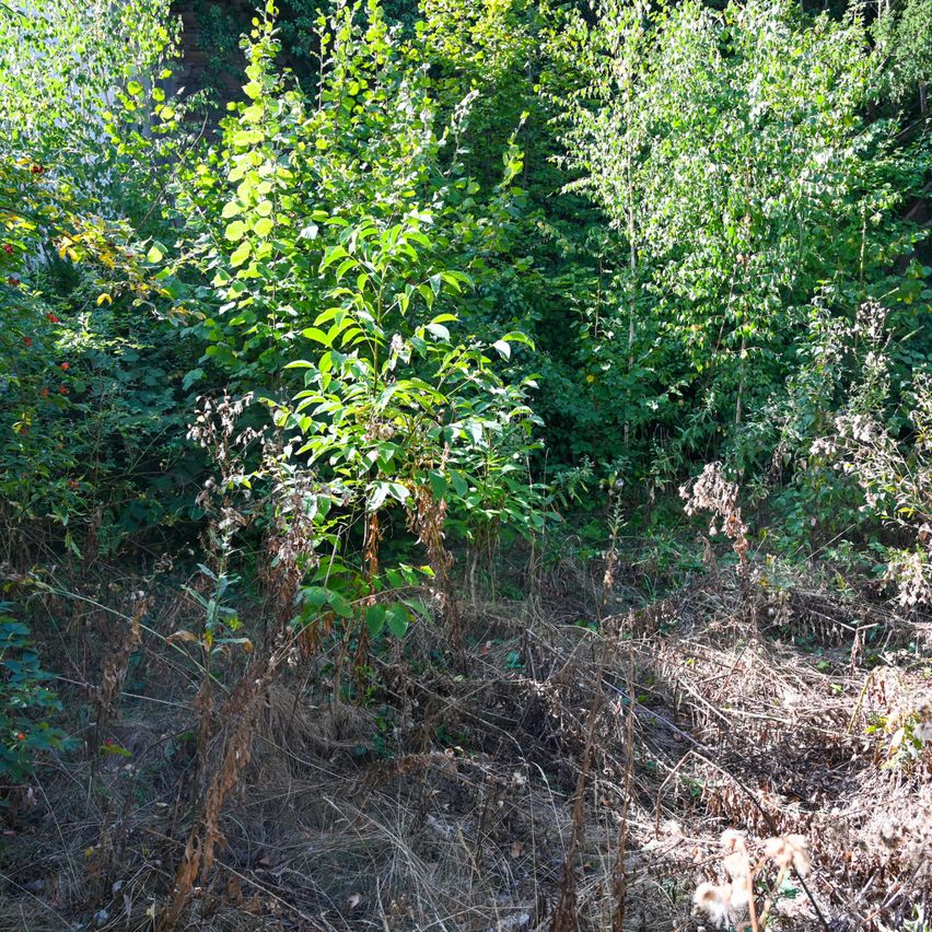 A dense forest with various plants and trees, some with green leaves and others with dried leaves, under bright sunlight.