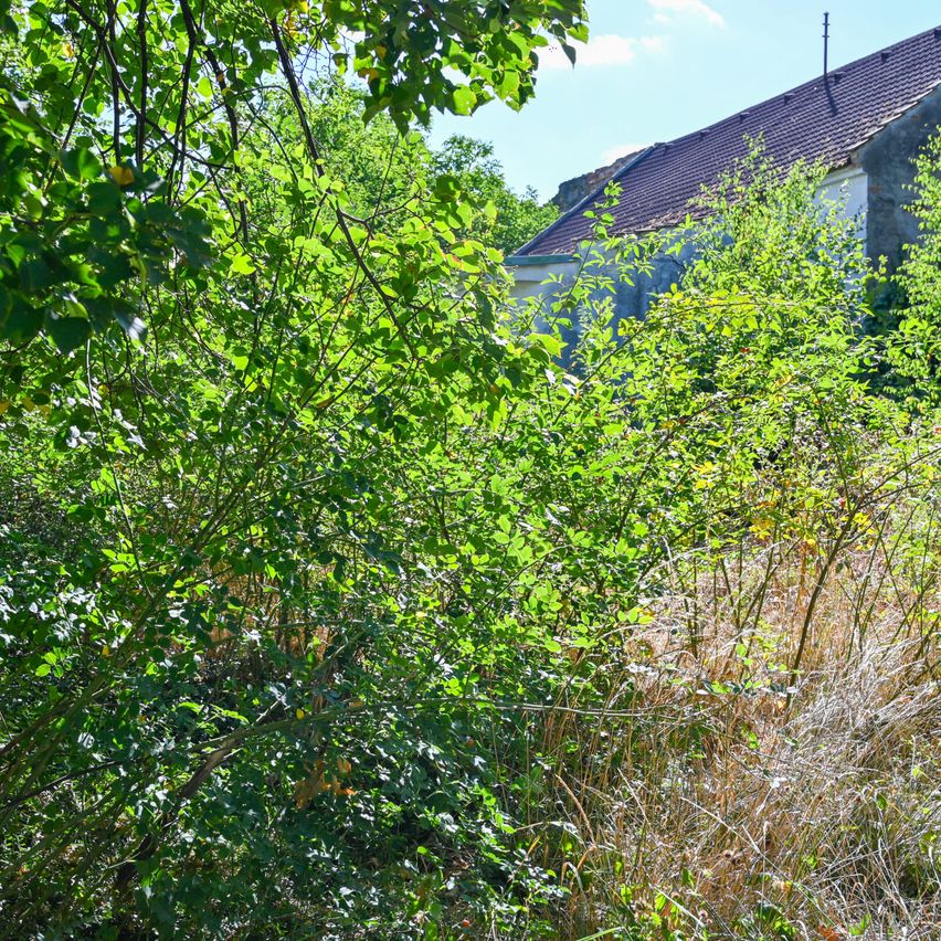 A dense thicket of green foliage partially obscures a weathered building with a tiled roof. The sky is clear with a few clouds.