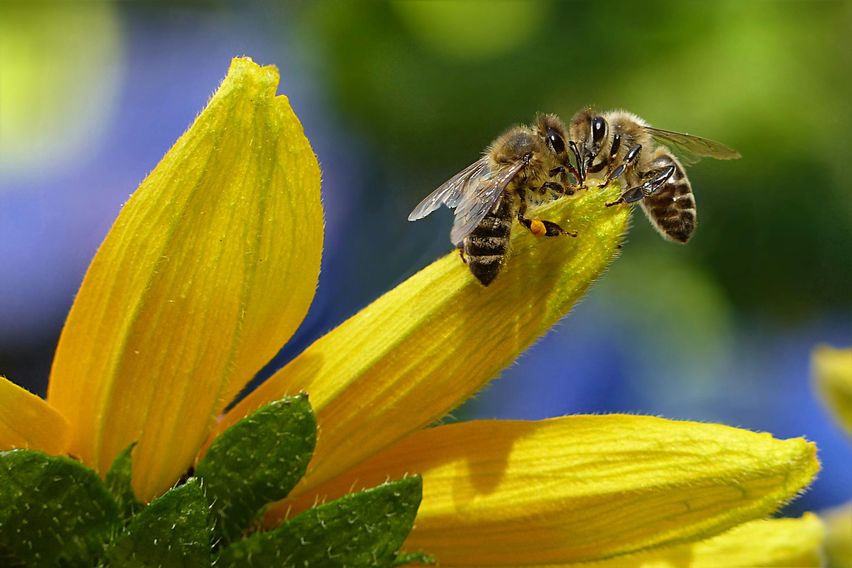 Bild enthält, Animal, Bee, Honey Bee, Insect, Invertebrate, Apidae, Wasp, Bumblebee, Flower, Plant