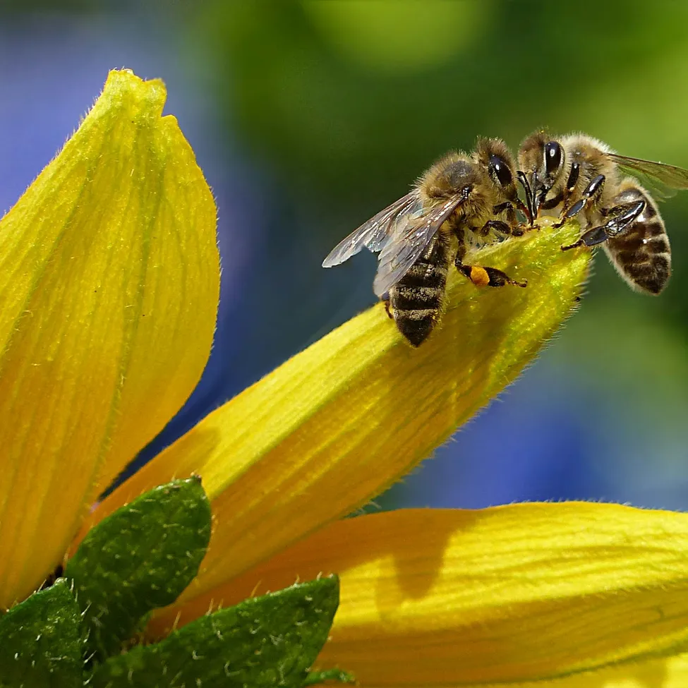 Animal, Bee, Honey Bee, Insect, Invertebrate, Apidae, Wasp, Bumblebee, Flower, Plant