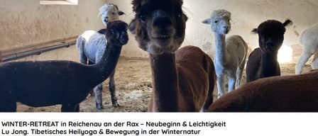 Eine Gruppe von Alpakas steht in einer Scheune. Ein braunes Alpaka befindet sich in der Mitte, mit einem weißen Alpaka auf der rechten und einem schwarzen Alpaka auf der linken Seite. Ein Text-Overlay lautet: 'RETREAT in Reichenau an der Rax - Beginn & Leichtigkeit'.