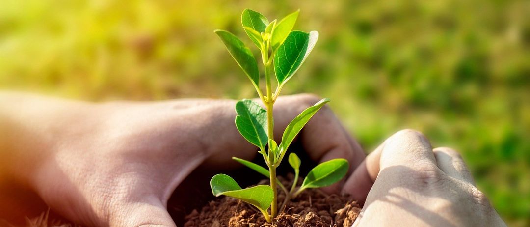 Two hands hold a small plant in dirt with green leaves on a sunny day.