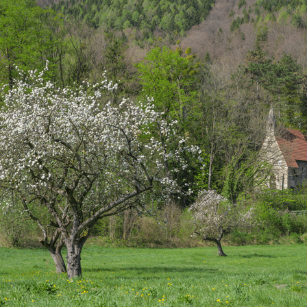Ein großer Apfelbaum steht in voller Blüte auf einer Wiese. Ein kleines Haus mit einem roten Dach steht hinter dem Baum.