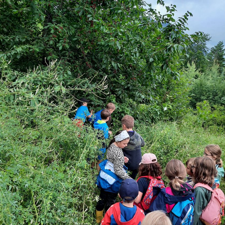 Eine Gruppe von Kindern erkundet einen üppigen grünen Wald, einige pflücken Beeren und andere beobachten. Sie sind in leuchtenden Jacken gekleidet und tragen Rucksäcke.