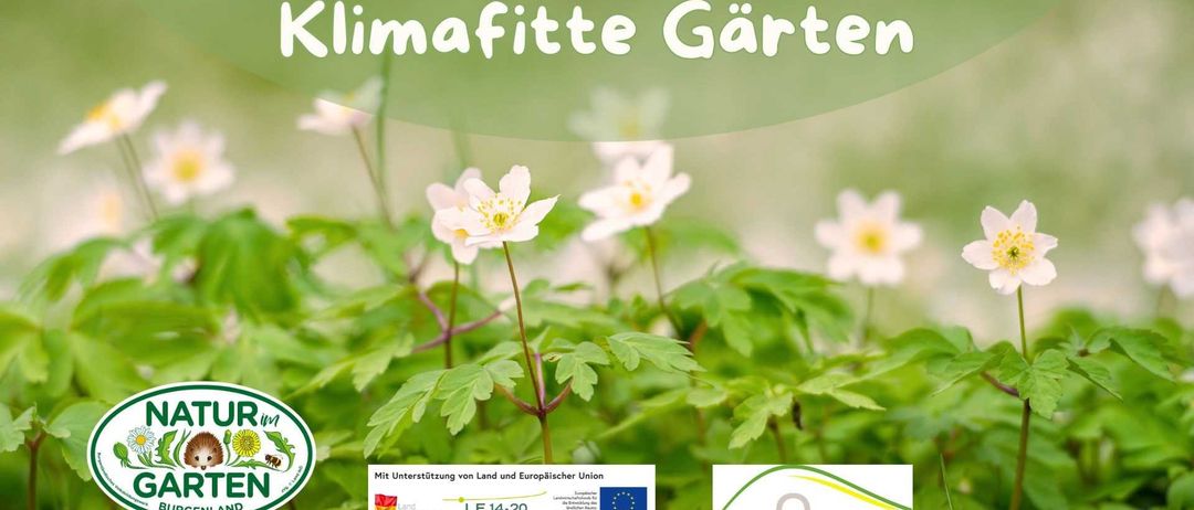 Bild enthält, Anemone, Flower, Plant