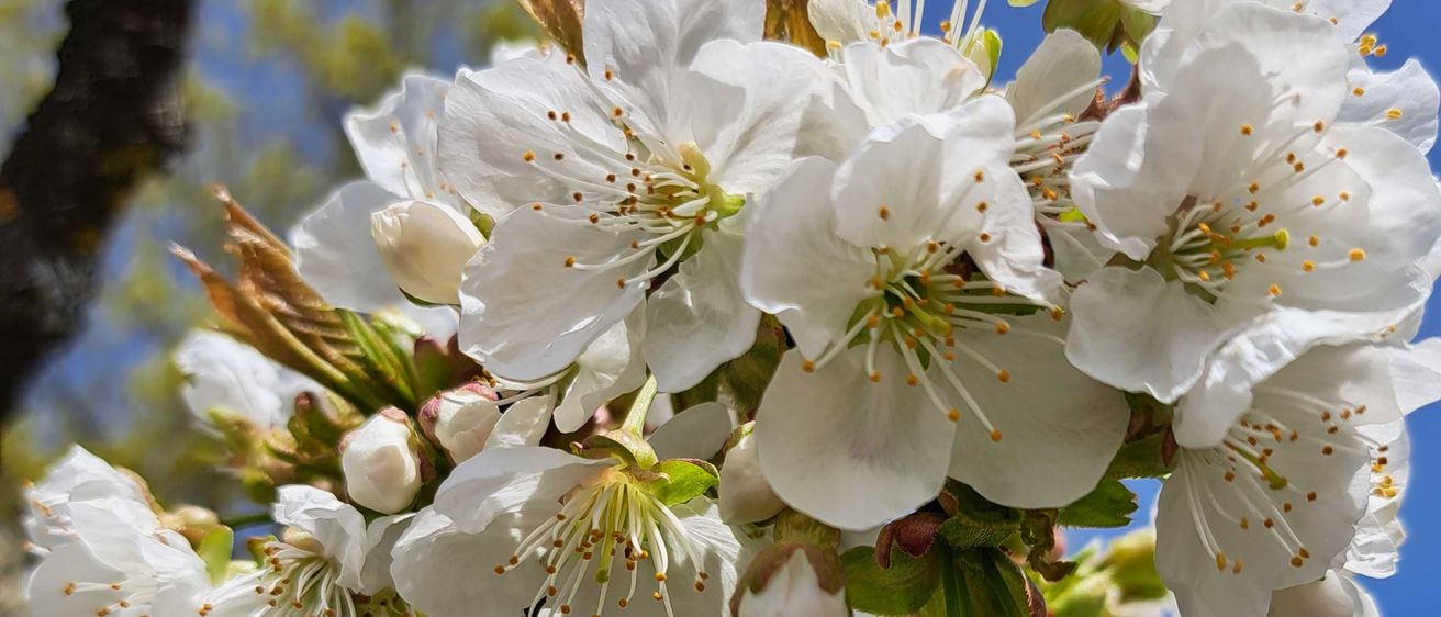 Bild enthält, Plant, Pollen, Flower, Petal, Cherry Blossom