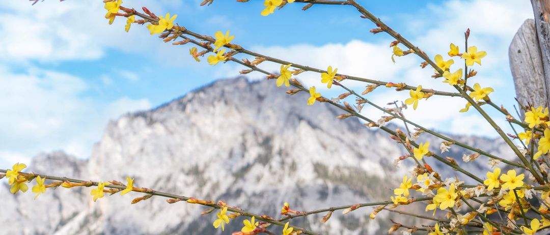 Ein Nahaufnahme von gelben Blumen mit Knospen auf einem Ast vor einem Hintergrund eines verschneiten Bergrückens unter einem blauen Himmel.