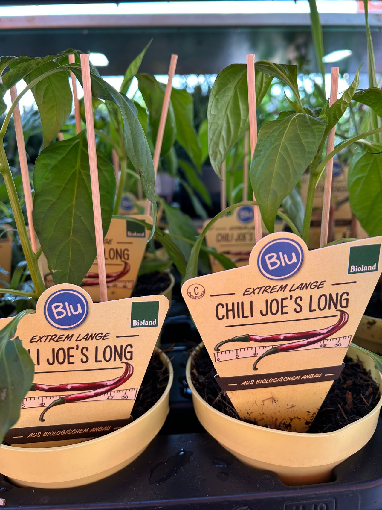 Mehrere Topfpflanzen mit der Aufschrift 'Blu Bioland Extrem Lange Chili Joe's Long' sind zu sehen, mit roten Chilischoten auf den Etiketten.