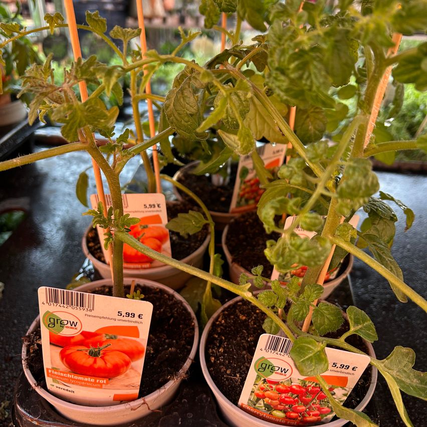 Mehrere Tomatenpflanzen in Töpfen mit Preisschildern, die 5,99 Euro kosten, auf einer schwarzen Oberfläche platziert. Die Pflanzen werden von Holzstäben gestützt.