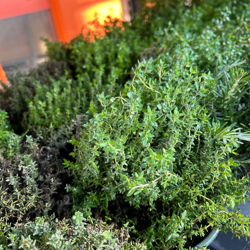 Ein Nahaufnahme von verschiedenen frischen Kräutern, einschließlich Thymian und Rosmarin, in einem Garten oder Gewächshaus.