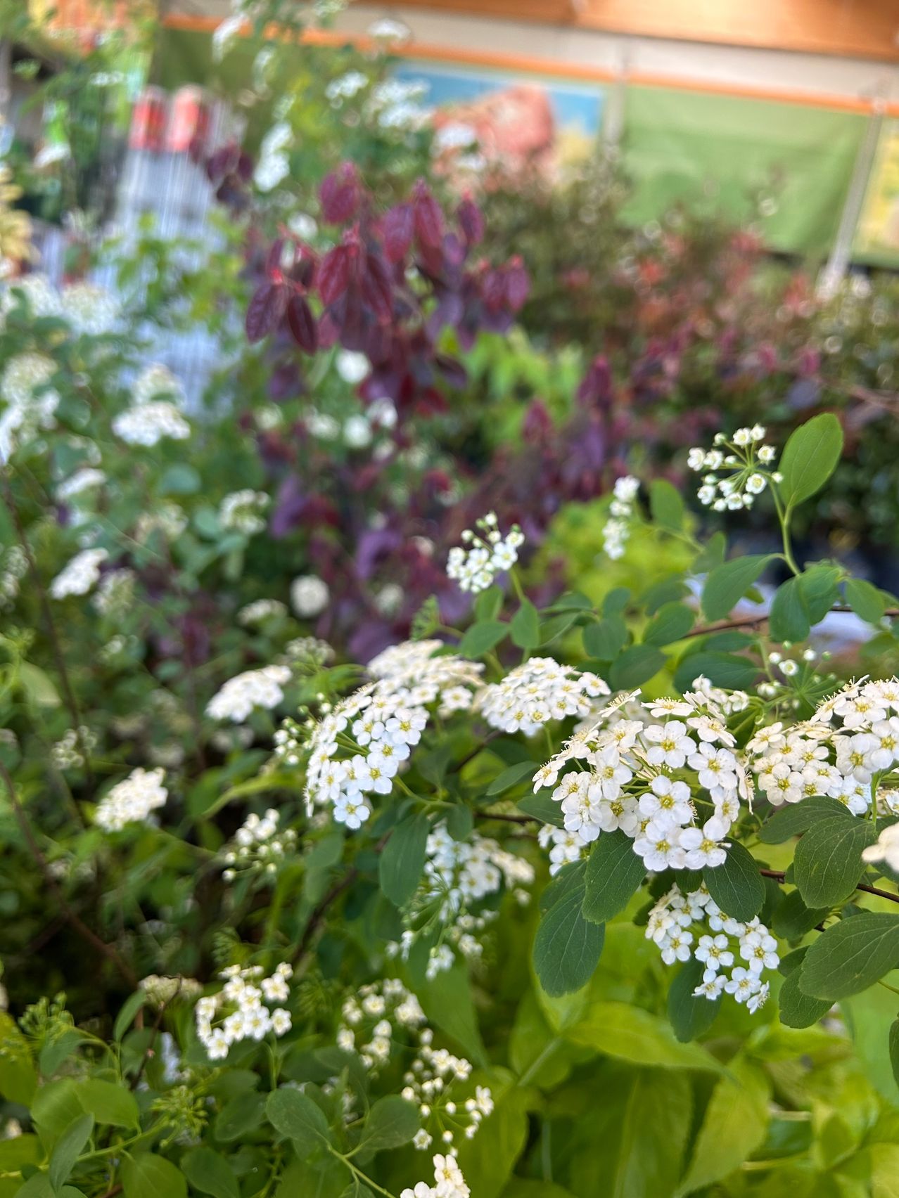 Eine Nahaufnahme eines Gartens mit weißen Blüten und grünen Blättern, mit burgunderfarbenem Laub im Hintergrund.