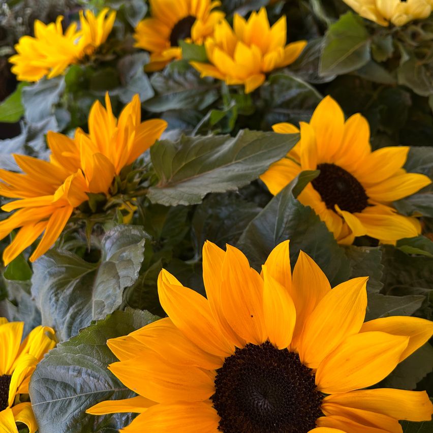 Ein Nahaufnahme mehrerer Sonnenblumen mit leuchtend gelben Blütenblättern und dunklen braunen Zentren, umgeben von grünen Blättern.
