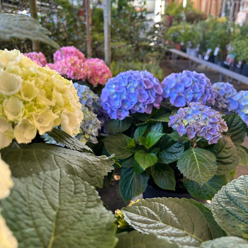 Eine Vielzahl von Topfhortensien in leuchtenden Farben, darunter Blau, Rosa und Gelb, werden in einer Gartenumgebung ausgestellt.
