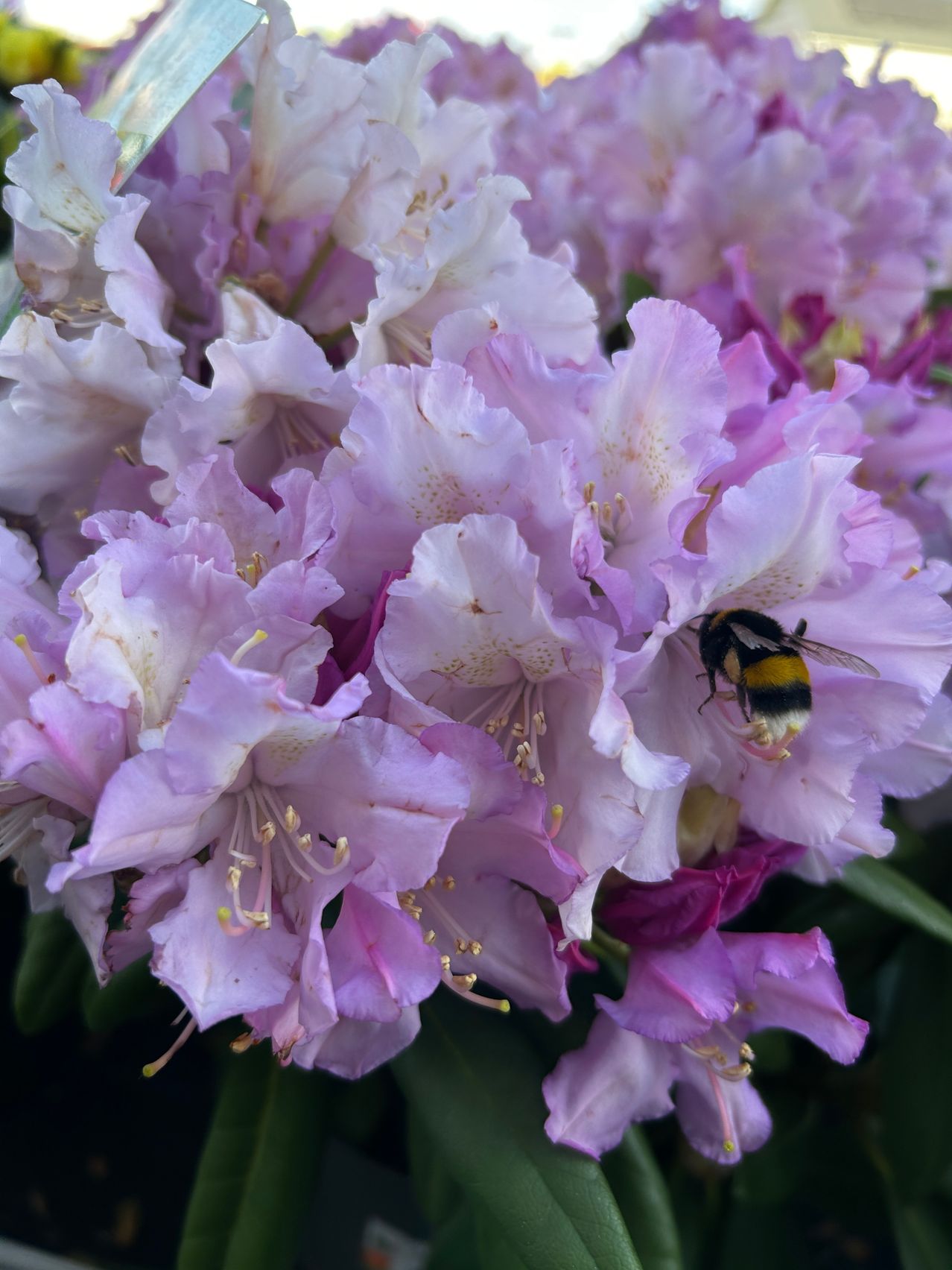 rhododendron dngen mit bittersalz Rhododendron Dnger von Flora Boost