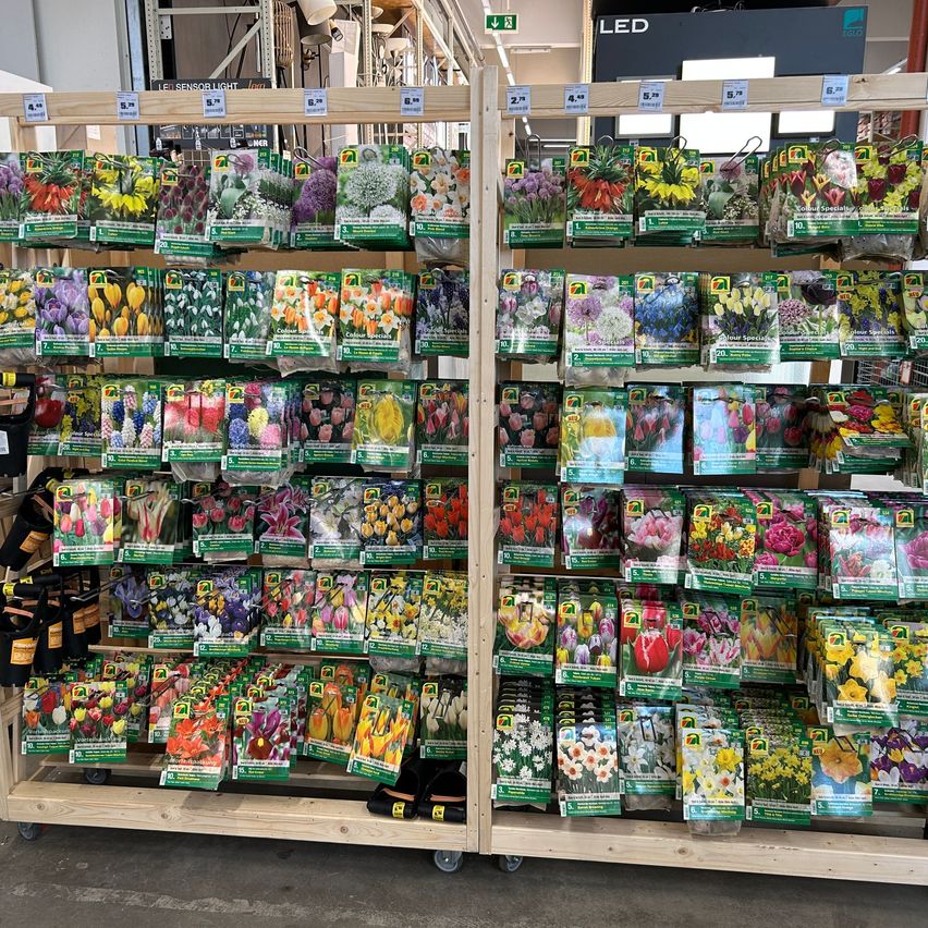 Ein Ladengang zeigt eine große Auswahl an Blumensamen in Tüten, die auf Holzregalen angeordnet sind. Die Samen sind nach Blumenart und Farbe kategorisiert, mit Etiketten, die Preis und Größe angeben.