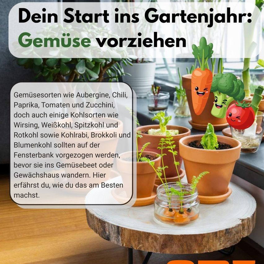 Das Bild zeigt verschiedene Gemüse in Töpfen, wie Karotten, Brokkoli und Tomaten. Der Text enthält Tipps zum Start eines Gartens mit Gemüseanbau. Die Topfpflanzen stehen auf einem Holztisch, mit einem Fenster im Hintergrund.