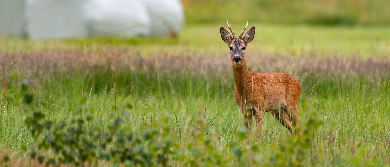 Bild enthält, Animal, Deer, Mammal, Wildlife, Antelope, Field, Grassland, Outdoors, Impala, Elk
