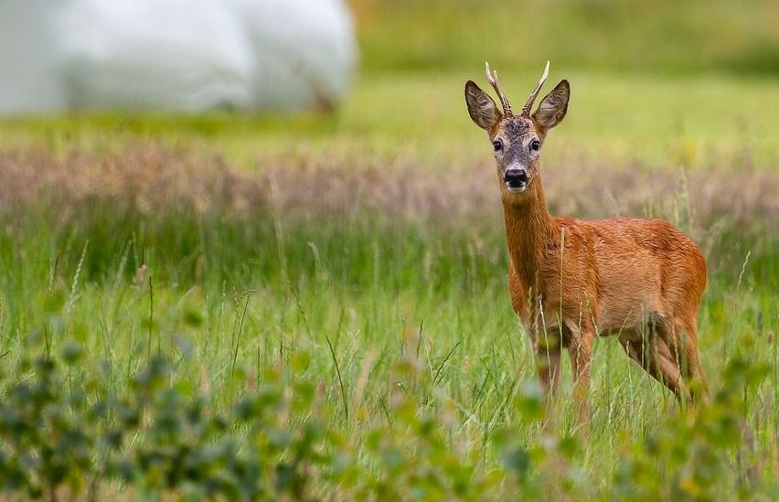 Bild enthält, Animal, Deer, Mammal, Wildlife, Antelope, Field, Grassland, Outdoors, Impala, Elk