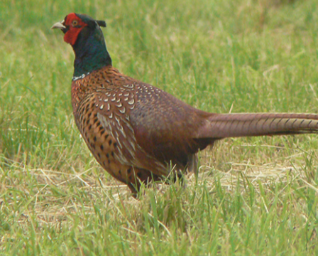 Bild enthält, Animal, Bird, Pheasant