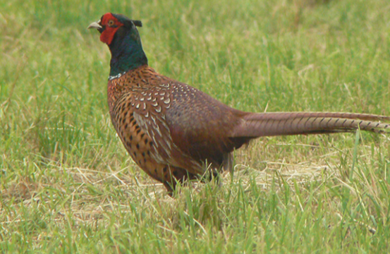 Bild enthält, Animal, Bird, Pheasant